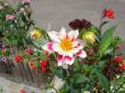 dahliaorinfrenchdahlia_small.jpg