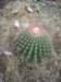 cactusjuvenile_small.jpg