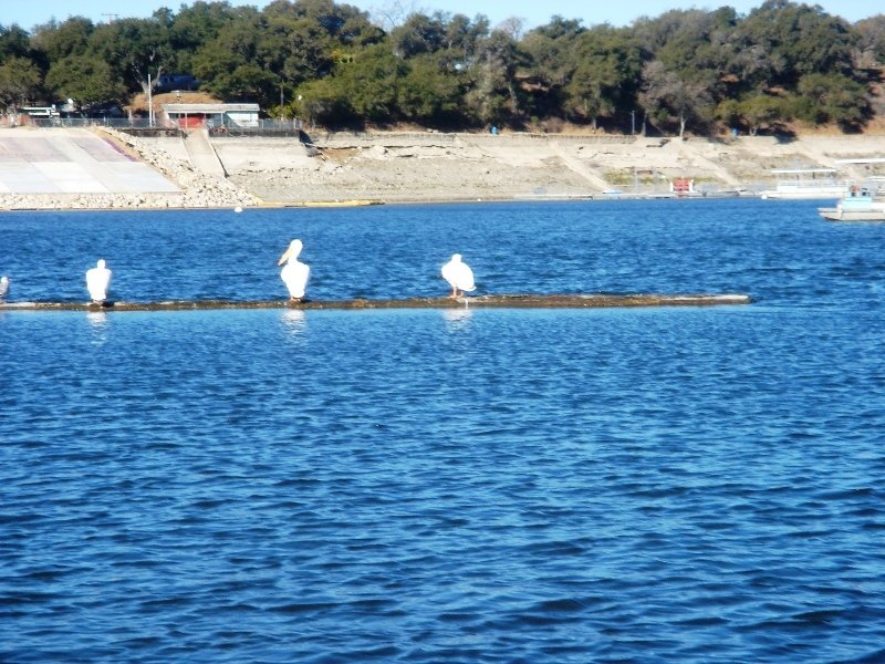 whitepelicans.jpg