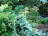 garden033_small.jpg